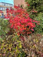 Japanse esdoorn, Tuin en Terras, Planten | Bomen, Bloeit niet, Halfschaduw, 100 tot 250 cm, Overige soorten