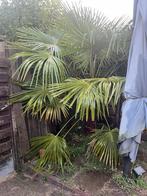 2 zeer mooie grote Chinese waaier palm bomen, Tuin en Terras, Planten | Bomen, Volle zon, Ophalen of Verzenden, 250 tot 400 cm