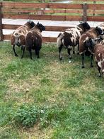 Baggerbonte luxe dekrammen, Dieren en Toebehoren, Mannelijk, Schaap, 0 tot 2 jaar