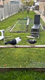 Afghan duiven, Meerdere dieren, Postduif