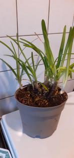 Blauwe Agapanthus in pot - Tuinplant, Volle zon, Vaste plant, Zomer, Ophalen