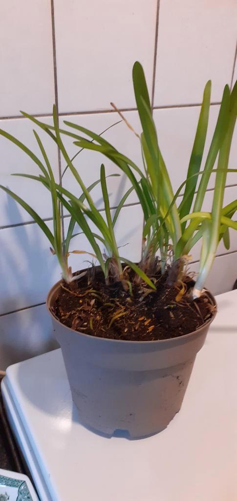 Blauwe Agapanthus in pot - Tuinplant, Tuin en Terras, Planten | Tuinplanten, Vaste plant, Overige soorten, Volle zon, Zomer, Ophalen