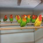 Langbeveder  collie, Dieren en Toebehoren, Vogels | Parkieten en Papegaaien, Meerdere dieren, Dwergpapegaai of Agapornis