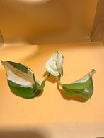 Epipremnum manjula stekje ongewortlede, Huis en Inrichting, Kamerplanten, Ophalen of Verzenden, Overige soorten, Minder dan 100 cm