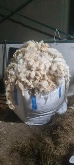 Schapenwol, Mannelijk, Schaap