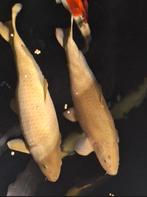 Twee suppertamme chagoi's 60 en 67 cm, Dieren en Toebehoren, Vissen | Vijvervissen, Karper of Koi