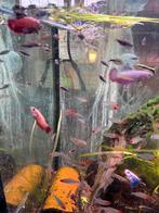 div vrouwen bettas, Dieren en Toebehoren, Vissen | Aquariumvissen, Vis, Zoetwatervis, Schoolvis