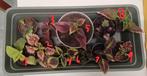 Verschillende stekjes coleus/siernetels, Huis en Inrichting, Kamerplanten, Ophalen of Verzenden, Overige soorten, Minder dan 100 cm