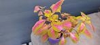 Siernetel (Coleus) plant met opvallende bladeren., Ophalen, In pot