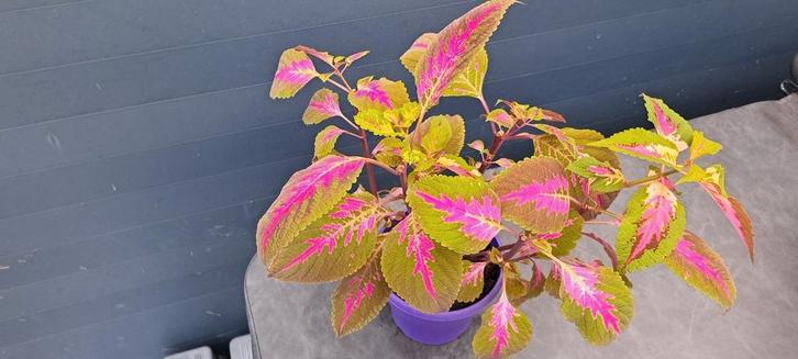 Siernetel (Coleus) plant met opvallende bladeren., Huis en Inrichting, Kamerplanten, In pot, Ophalen