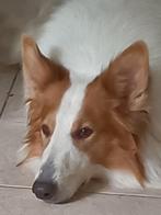 Schotse collie Amerikanse lijn, Dieren en Toebehoren, Honden | Herdershonden en Veedrijvers, Rabiës (hondsdolheid), Reu, Collie