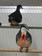 Gezocht  diverse tropische duiven voor de export, Dieren en Toebehoren, Meerdere dieren, Tropenvogel