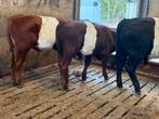 3 lakenvelder stieren te koop, Dieren en Toebehoren, Mannelijk