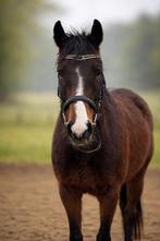 Lieve E pony merrie, Dieren en Toebehoren, Pony's, Merrie