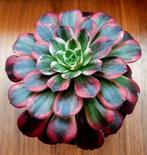 Aeonium Anna, Minder dan 100 cm, Ophalen of Verzenden, Halfschaduw, Groene kamerplant