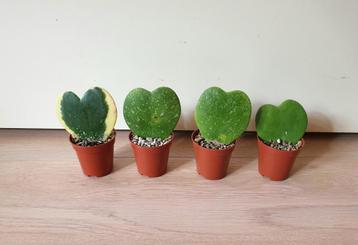 Hoya plantjes, hoya kerrii kamerplantjes  beschikbaar voor biedingen