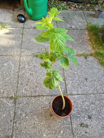Herfstframboos stek beschikbaar voor biedingen