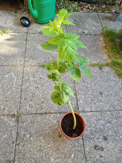 Herfstframboos stek, Tuin en Terras, Planten | Tuinplanten, Vaste plant, Fruitplanten, Volle zon, Zomer, Ophalen