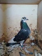 Bonte postduif duivin uit 2021, Dieren en Toebehoren, Vogels | Duiven, Vrouwelijk, Postduif