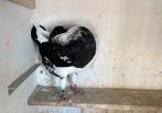 Holle kropper, Dieren en Toebehoren, Vogels | Duiven, Mannelijk, Kropper