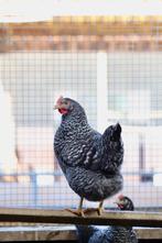 Grote Sussex kippen | Legkippen | Persoonlijk advies!, Kip, Meerdere dieren