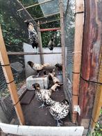 Grote Nederlandse Uilebaarden, Dieren en Toebehoren, Pluimvee, Meerdere dieren, Kip
