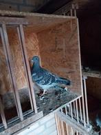 origineel Machiel Buijk, Dieren en Toebehoren, Vogels | Duiven, Meerdere dieren, Postduif