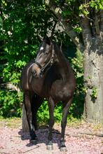 Fokmerrie / Weidemaatje / Coachingpaard – KWPN, Dieren en Toebehoren, Paarden, Merrie