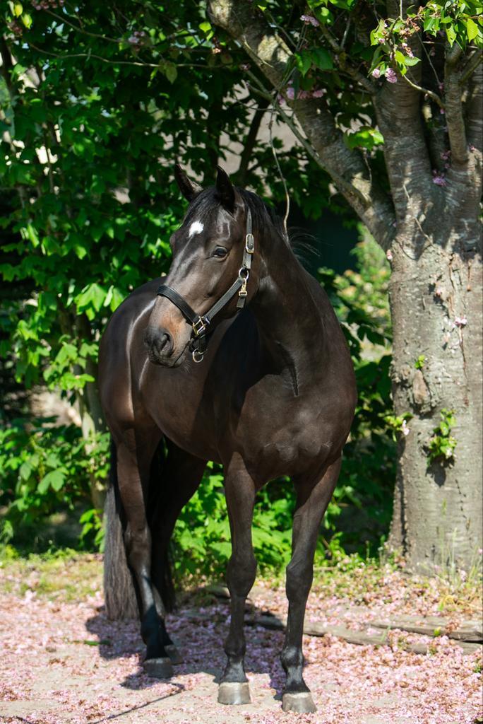 Fokmerrie / Weidemaatje / Coachingpaard – KWPN, Dieren en Toebehoren, Paarden, Merrie