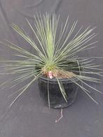 Yucca linearifolia ssp. Galeana 33, diameter 60 cm, Ophalen of Verzenden, Vaste plant, Overige soorten, Volle zon