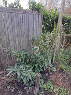 Gratis tuinplant, Tuin en Terras, Planten | Bomen, Ophalen of Verzenden, Zomer, Volle zon, Overige soorten