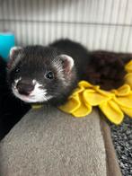 2 fretten zoeken huisje, Mei, Meerdere dieren