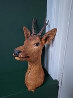 Opgezette reeënhoofd., Ophalen of Verzenden, Gebruikt, Vogel, Opgezet dier