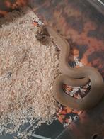 1.1 Heterodon Superconda het.Albino nk23, Dieren en Toebehoren, Reptielen en Amfibieën, Slang, 0 tot 2 jaar