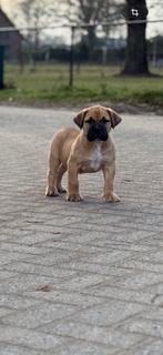 Raszuivere boerboel pups met stamboom, Parvo, 8 tot 15 weken, Meerdere, Nederland