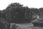 901237	Nieuw Milligen	Gld 1956	vakantieoord	Rabbit Hill	Gelo, Ophalen of Verzenden, 1940 tot 1960, Gelopen, Gelderland