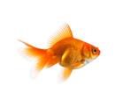 Goudvis ~ sluierstaart, Dieren en Toebehoren, Vissen | Aquariumvissen, Vis
