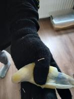 Agaponis roseicollis, Dieren en Toebehoren, Meerdere dieren, Dwergpapegaai of Agapornis