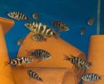 Nieuw binnen!!! Placidochromis milomo, Dieren en Toebehoren, Vissen | Aquariumvissen, Zoetwatervis, Vis