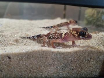 Underwoodsaurus milli 0.0.2 beschikbaar voor biedingen