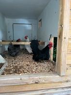 Zes Chabo kippen (kriel) kippen sierkippen met toebehoren., Dieren en Toebehoren, Kip