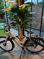 Gazelle Damesfiets Esprit wit met 7 versnellingen, Fietsen en Brommers, Ophalen, 53 tot 56 cm, Versnellingen, Zo goed als nieuw