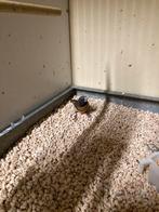 Bruinborstrietvink, Dieren en Toebehoren, Mannelijk, Tropenvogel