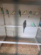 Grasparkieten, Dieren en Toebehoren, Vogels | Parkieten en Papegaaien, Meerdere dieren, Parkiet