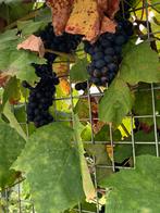 Drijven struikt 60 cm 2 jaar oud  per stuk €5, Tuin en Terras, Ophalen of Verzenden, Minder dan 100 cm, Zomer