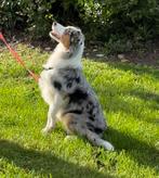 Australian shepherd teefje blue merle, Dieren en Toebehoren, Honden | Herdershonden en Veedrijvers, 15 weken tot 1 jaar, CDV (hondenziekte)