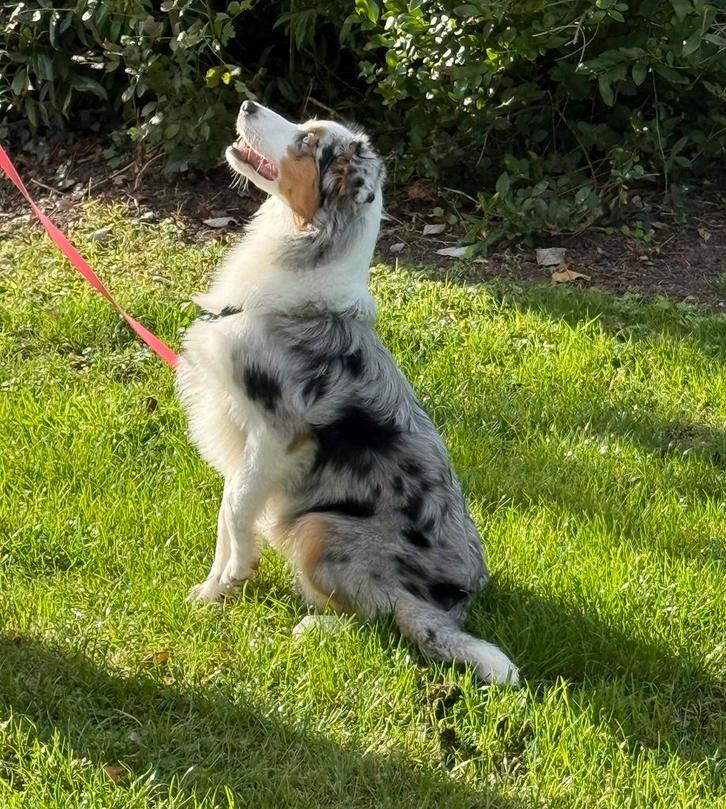 Australian shepherd teefje blue merle, Dieren en Toebehoren, Honden | Herdershonden en Veedrijvers, Teef, Herder, Particulier