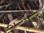 Kameleon, Dieren en Toebehoren, Reptielen en Amfibieën, 0 tot 2 jaar