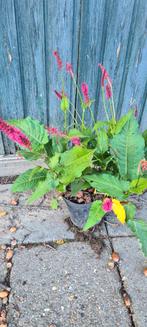 Polygonum, Tuin en Terras, Planten | Bomen, Ophalen, Overige soorten
