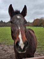 Verzorgster gezocht, Dieren en Toebehoren, Ophalen of Verzenden